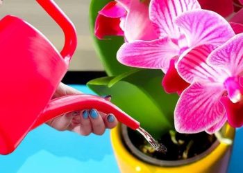 Comment faire fleurir les orchidées toute l’année ? Ajoutez un seul ingrédient à l’eau d’arrosage