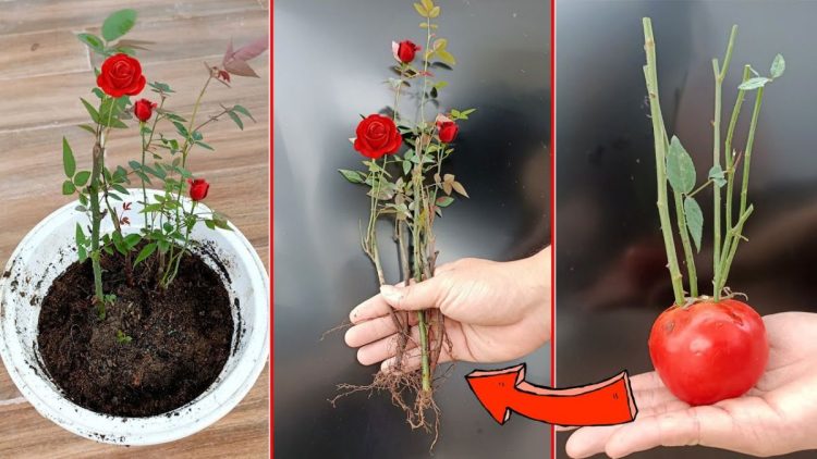 Comment faire fleurir vos roses tout l'été ?