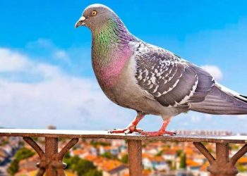 Comment faire fuir les pigeons d'un toit, balcon ou du jardin ?