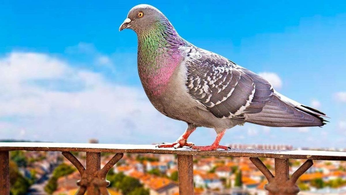 Comment faire fuir les pigeons d'un toit, balcon ou du jardin ?