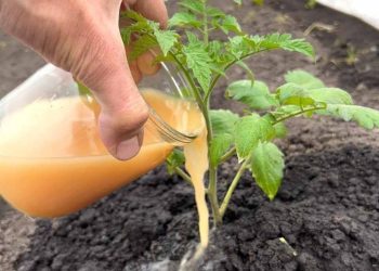 Comment faire pousser facilement des tomates dans votre jardin ?