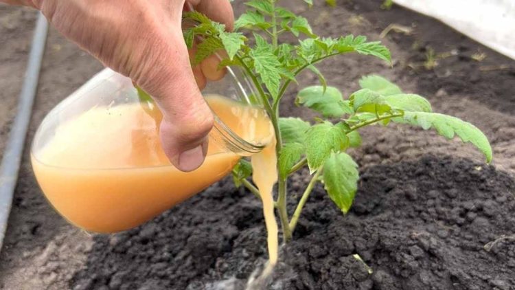 Comment faire pousser facilement des tomates dans votre jardin ?