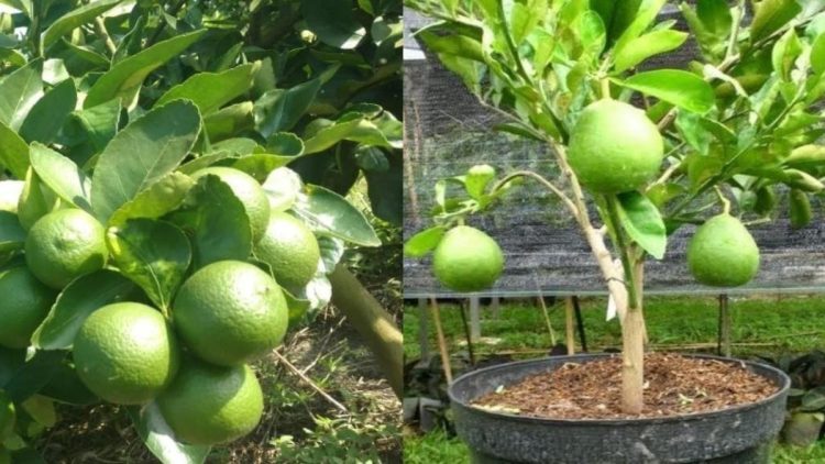 Comment faire pousser un citronnier à partir de pépin ?