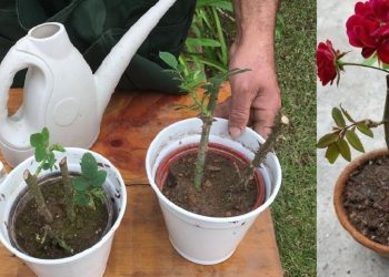 Comment faire pousser un rosier à partir d'une tige ?
