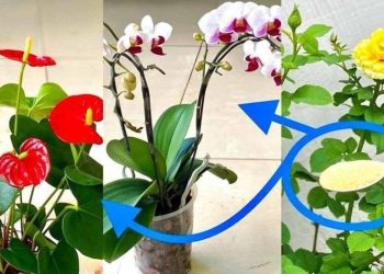 Comment faire refleurir une orchidée ?