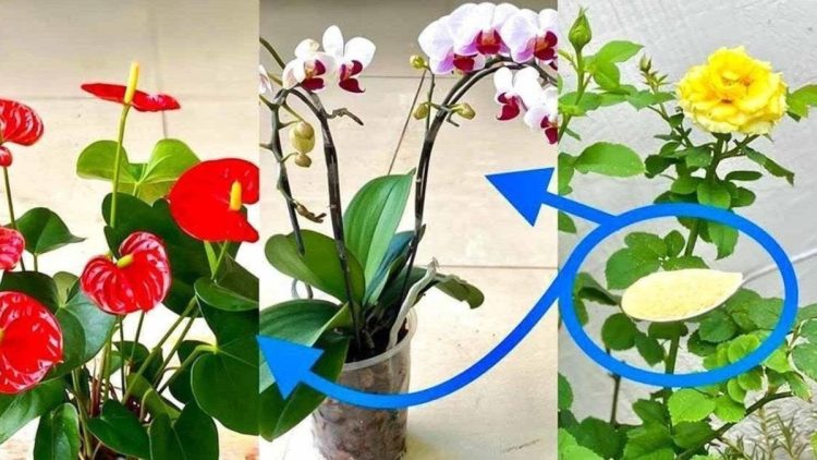 Comment faire refleurir une orchidée ?