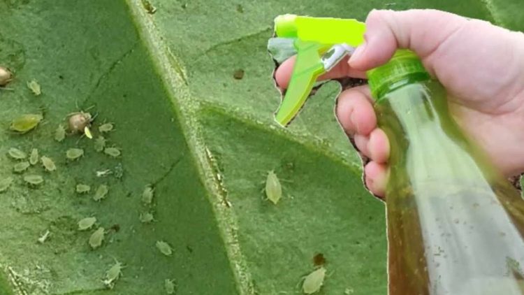 Comment faire votre insecticide maison ? Le guide étape par étape