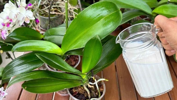 Engrais naturel : des idées simples à tester pour nourrir son orchidées