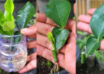 La méthode infaillible de propagation des citrons à partir de boutures de feuilles