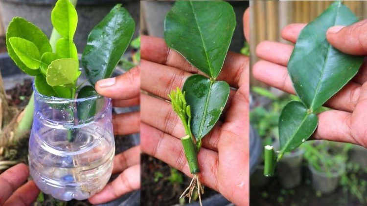 La méthode infaillible de propagation des citrons à partir de boutures de feuilles