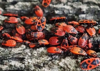 Le gendarme (Pyrrhocoris Apterus), l'insecte le plus inoffensif