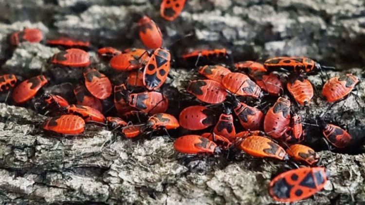 Le gendarme (Pyrrhocoris Apterus), l'insecte le plus inoffensif