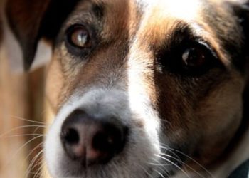 Les traitements naturels contre les tiques pour chiens