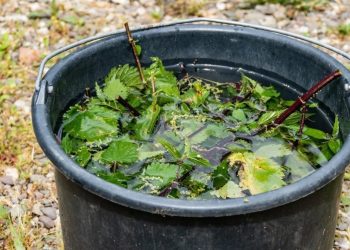 Macérat d'ortie : le meilleur engrais pour un jardin sain et fleuri !