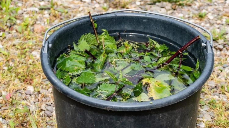 Macérat d'ortie : le meilleur engrais pour un jardin sain et fleuri !