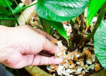 Ne jetez pas les coquilles d'œufs : semez-les dans le jardin, elles font des miracles