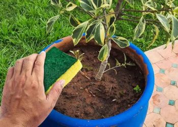 Ne jetez pas vos vieilles éponges à vaisselles: vous pouvez protéger vos plantes et les faire pousser