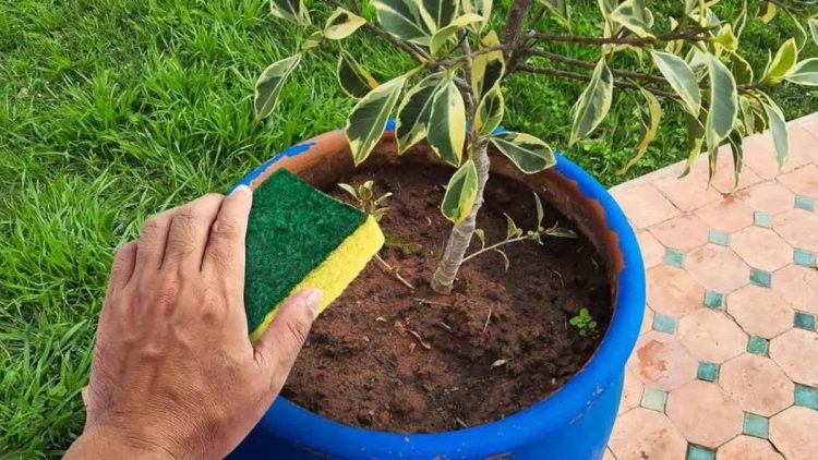 Ne jetez pas vos vieilles éponges à vaisselles: vous pouvez protéger vos plantes et les faire pousser