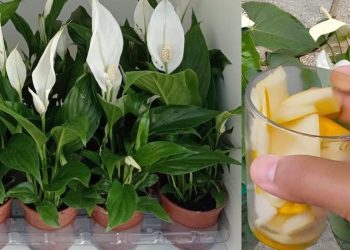 Ne jetez plus cette partie de la banane, elle « vaut de l'or»