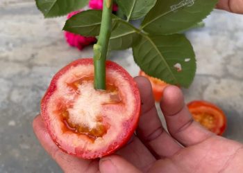 Planter une rose dans une tranche de tomate et attendre quelques minutes - étonnant