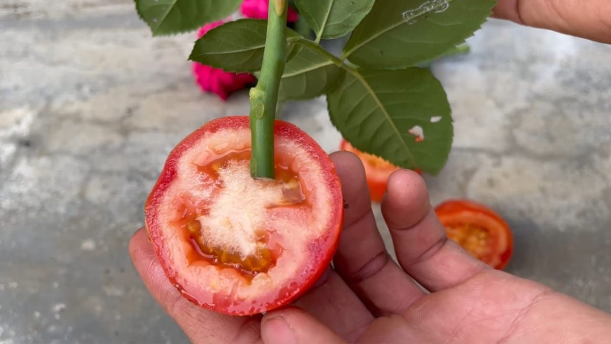 Planter une rose dans une tranche de tomate et attendre quelques minutes – étonnant