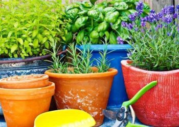 Plantes anti-moustiques : des solutions naturelles pour repousser les petits envahisseurs