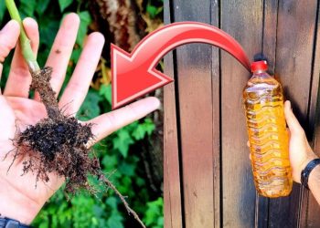 Pourquoi et comment utiliser le vinaigre blanc dans son jardin