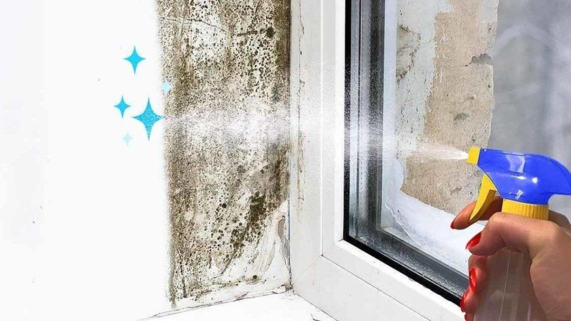 Prévenir et se débarrasser de la moisissure de fenêtres Comment Conserver
