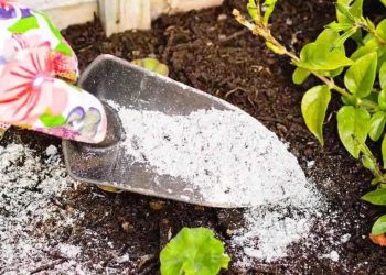 Quelles plantes ne doivent pas être fertilisées avec des cendres dans le jardin ?