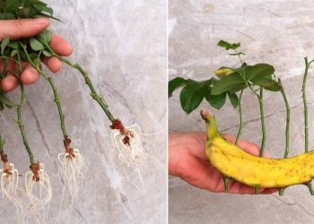 Roses, comment les multiplier indéfiniment avec une banane