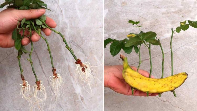 Roses, comment les multiplier indéfiniment avec une banane