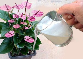 Un verre de ce produit suffit pour faire pousser de nombreuses fleurs sur le balcon et dans le jardin