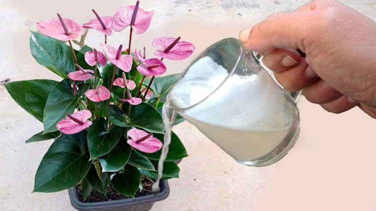 Un verre de ce produit suffit pour faire pousser de nombreuses fleurs sur le balcon et dans le jardin