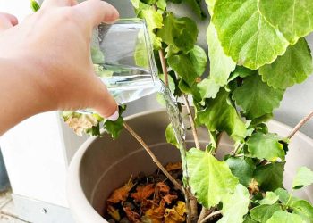 Un verre suffit pour garder les plantes du balcon belles et en bonne santé