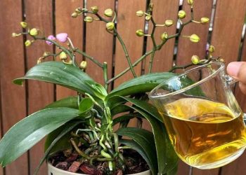 Une seule tasse par mois suffit : Les fleurs et les racines fleurissent toute l'année