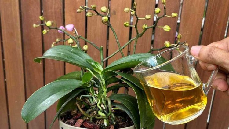 Une seule tasse par mois suffit : Les fleurs et les racines fleurissent toute l'année