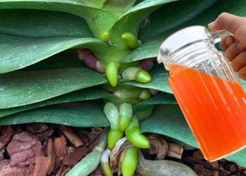 Une tasse par mois de cet ingrédient : les racines et les fleurs fleurissent toute l'année