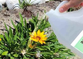 Utiliser du vinaigre dans le jardin : L'astuce qui résout 7 gros problèmes