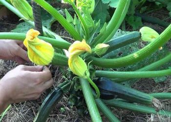 Voici la méthode infaillible pour tailler les courgettes afin obtenir une récolte abondante