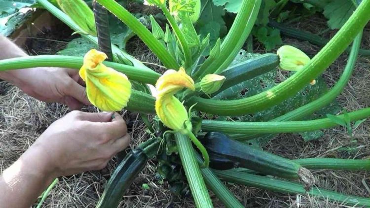 Voici la méthode infaillible pour tailler les courgettes afin obtenir une récolte abondante