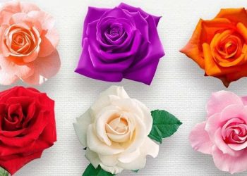 Vous avez reçu des fleurs ? Voici la signification de chaque couleur