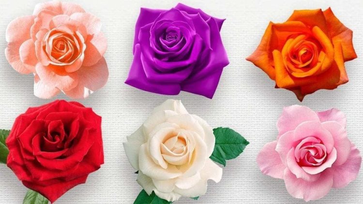 Vous avez reçu des fleurs ? Voici la signification de chaque couleur