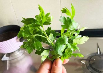 Vous obtiendrez ainsi une réserve infinie de persil à tartiner du marchand de légumes !