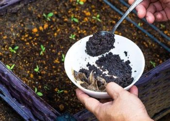 15 astuces à base de marc de café : pour la maison, et la beauté