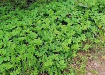 4 plantes pour lutter contre la bourdaine dans le jardin