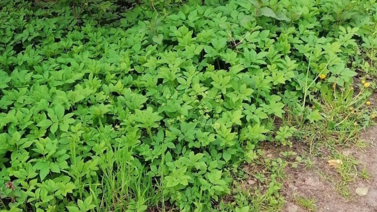 4 plantes pour lutter contre la bourdaine dans le jardin