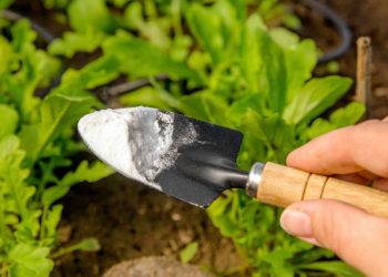 8 utilisations astucieuses du bicarbonate de soude dans le jardin