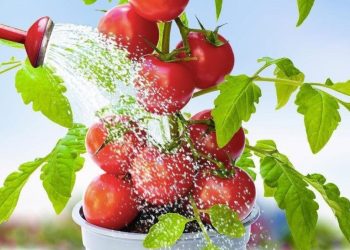 Arrosez les tomates avec ceci : les plants deviendront fortes et fertiles