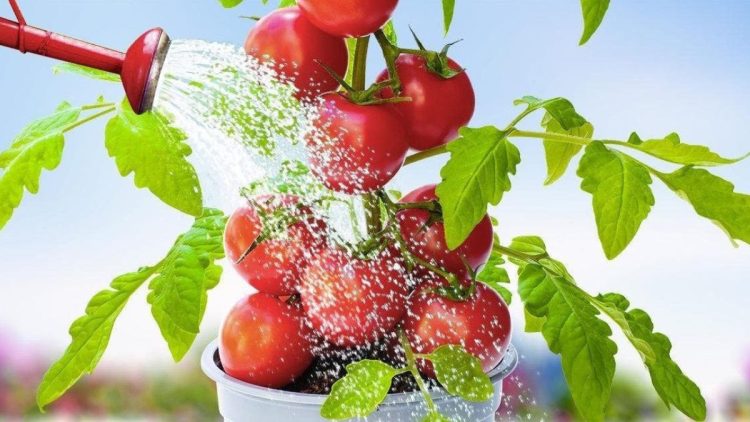 Arrosez les tomates avec ceci : les plants deviendront fortes et fertiles