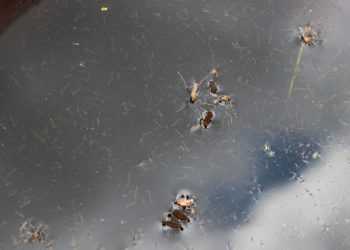Ces astuces te permettront d'éliminer les larves de moustiques dans le tonneau d'eau de pluie